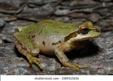 502 Chorus frogs Images, Stock Photos & Vectors | Shutterstock