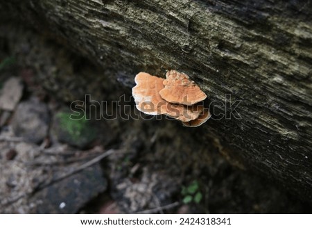 A small pale orange colored bracket mushroom cluster growing on a side of a fallen coconut trunk that is being decayed
