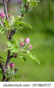 Small Pale Pink Buds On Blooming Apple Tree In Spring Garden On Blurred Background Of Green Grass. Columnar Fruit Trees. Close-up. Selective Focus.