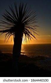 
Small palm tree in the evening light of the setting sun
