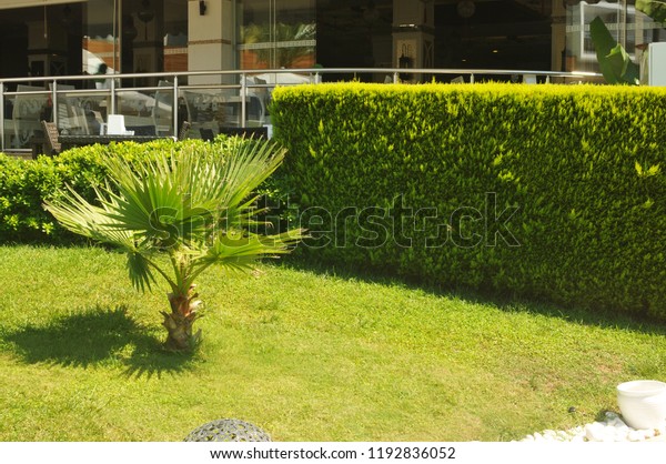 Small Palm Tree Green Bushes Modern Stock Photo Edit Now 1192836052