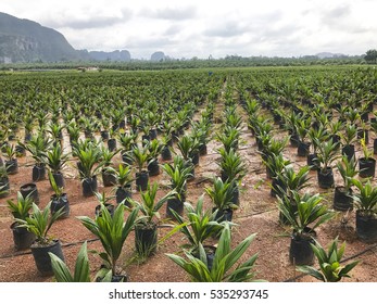 10,138 Palm nursery Images, Stock Photos & Vectors | Shutterstock