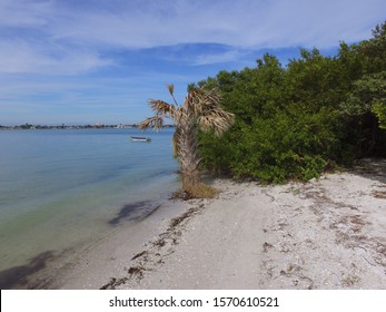 A Small Palm Tree On The Shoreline Of A Small Island In Western Tampa Bay, Florida Has Died After Saltwater Encroachment Due To Sea Level Rise