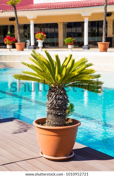 Small Palm Tree Vase Decoration Outside Stock Photo Edit Now