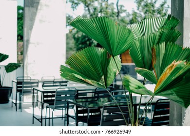 Small palm trees decorated inside of the shopping mall.