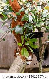 A small panda crawls down the trunk of a small tree.