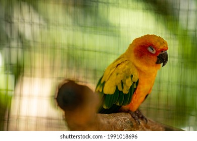 Small Parakeet Sleeping In A Cage