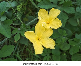 small pariah flowers or momordica balsamina are yellow - Shutterstock ID 2256810403