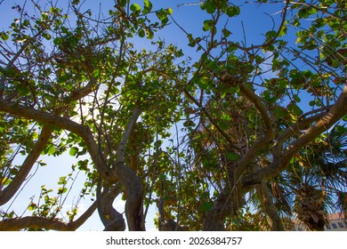 Small Park With Trees, Vero Beach, Florida