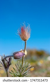 small pasque flower blooming under the summer sun, Sweden