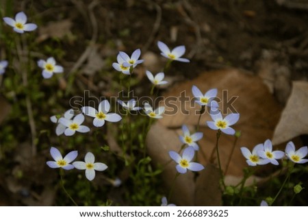A small patch of Azure Bluet 