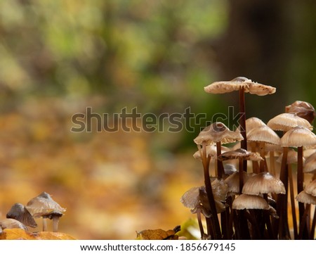 A small patch of fungii against a bokeh background