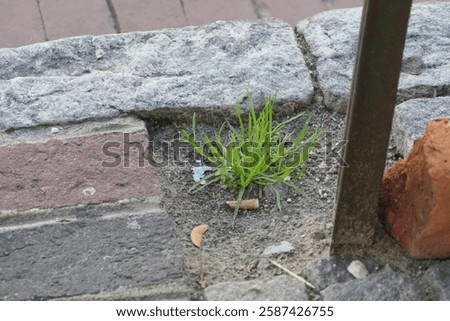 small patch of grass growing near bricks on sidewalk with dirt and cigarette butt
