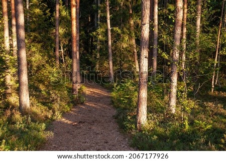 A small path covered with chopped wood through a bog forest in Estonia, Northern Europe.