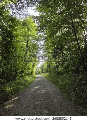 Small path cutting though the woods