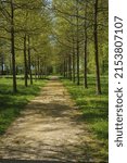 Small path in the forest