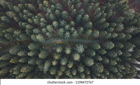 A small path in a forest