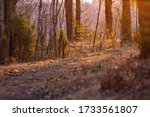 A small path is illuminated by the setting sun in the forest.  Behind the poor by the other san dignity is the trunks of small pines and big birches.  Pine forest.  Earlier spring.￼