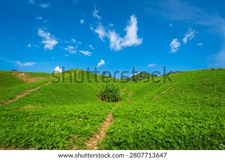 A small path leads through a lush green mung bean field on a rolling hill towards a banana tree clump in the center, set under a vibrant blue sky with fluffy clouds.