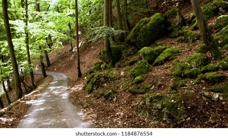 small path on the slope of a forest with green moss covered stones