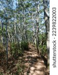a small path with tree shadows in the middle of a dark forest
