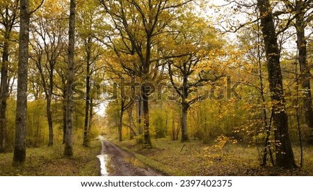 Small path in the undergrowth in a beautiful forest in the north of France. Oaks, beeches and hornbeams with black trunks and colorful yellow and red leaves. Nature in autumn. Tourism in Europe.
