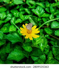 Small patterned butterfly resting on a bright yellow flower surrounded by lush green foliage in a natural garden environment.