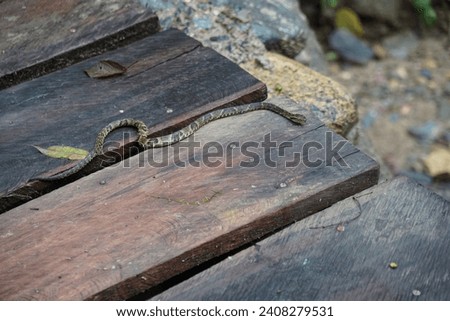 A small, patterned and poisonous snake slithers across a wooden plank amidst a natural forest floor.