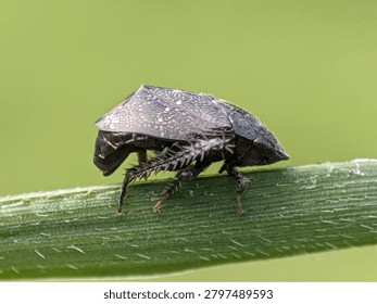 Small patterned treehopper or shield bug walking on a green plant stem.