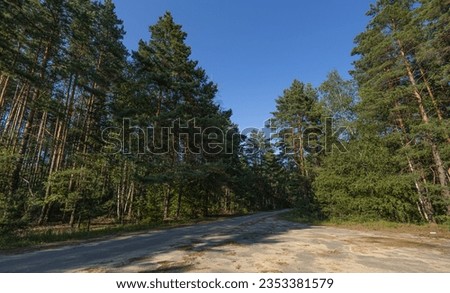 Small paved road through the forest on a clear day against a blue sky. A beautiful forest road on a sunny day surrounded by evergreen pine trees. Fairytale road through the green forest.