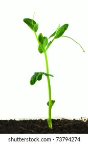 Small Pea Plant