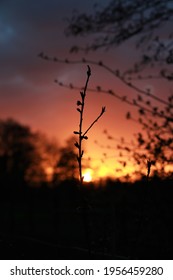 Small Peach Tree In Front Of A Colourful Sunset