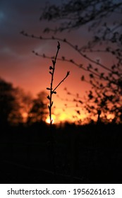 Small Peach Tree In Front Of A Sunset