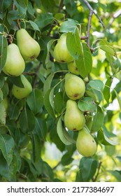 A Small Pear Tree With Many, Large And Ripe Fruits In The Garden