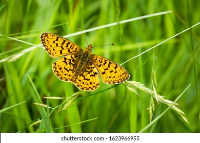 Small Pearl Bordered Fritillary Butterfly In A Meadow