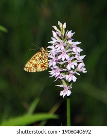 Small Pearl Bordered Fritillary Butterfly On Orchid Flower