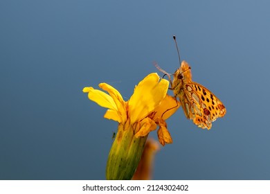 Small Pearl Bordered Fritillary Butterfly French Alps