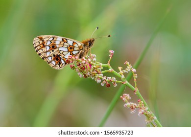 Small Pearl Bordered Fritillary On Sorrel, Green Background.