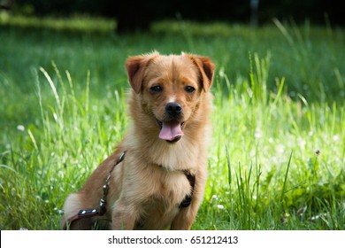 Small Pekingese Mix Dog Sitting And Waiting On The Grass On The Sunny Weather And Vivid Colors, Seams To Be Tiered And Thirsty, But Really Happy.