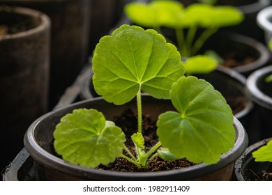 Small Pelargonium Started From Seeds Close Up, Popular Houseplant Also Called Geranium