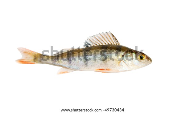 Small Perch Isolated On White Background Stock Photo (Edit Now) 49730434