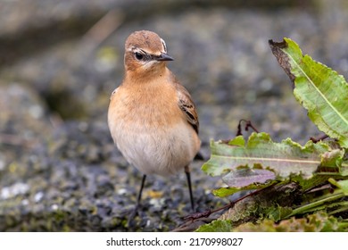 Small perky songbird the Wheatear Oenanthe oenanthe on the island of Terschelling in the northern Netherlands  - Shutterstock ID 2170998027