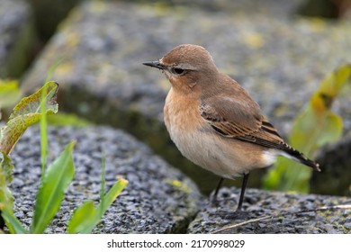 Small perky songbird the Wheatear Oenanthe oenanthe on the island of Terschelling in the northern Netherlands  - Shutterstock ID 2170998029