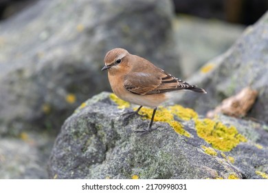 Small perky songbird the Wheatear Oenanthe oenanthe on the island of Terschelling in the northern Netherlands  - Shutterstock ID 2170998031