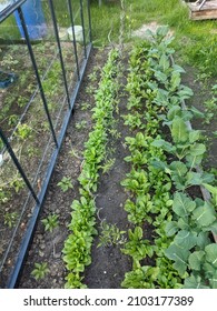 small permaculture vegetable garden in a market garden style with mixed crops