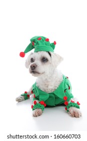 A Small Pet Dog Wearing A Green And Red Elf Or Jester Costume 