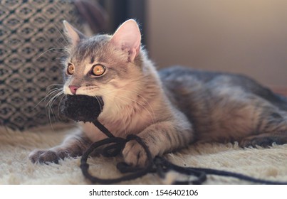 A Small Pet Feline Playfully Chewing A Soft Cat Toy