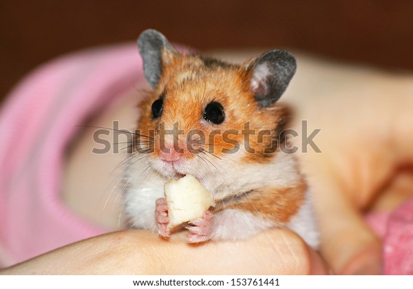 Small Pet Hamster Holding Piece Cheese Stock Photo Edit Now