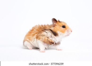 small pet hamster walks