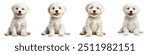 Small pet teddy dog Maltese poodle puppy smiling brown and white isolated